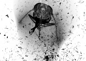 The death of an insect