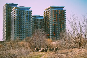 Horațiu Lazăr - Transhumance